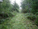 Clearing scrub at Betws Garmon - Tony Baker