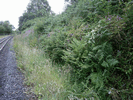 Undergrowth trimming near Bontnewydd Station - Before. (Photo: Tony Baker)