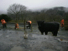 Fencing at Hafod y Llyn - Tony Baker