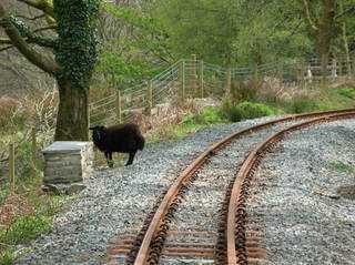 Approaching Ty'n y Coed