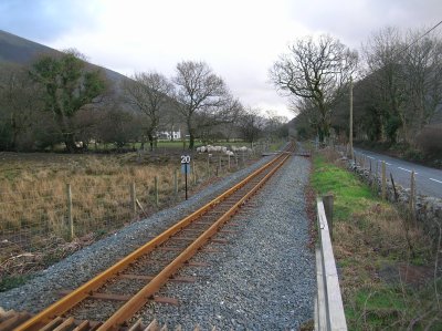 Llwyn bedw